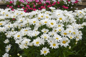 Leucanthemum 'Daisy May'